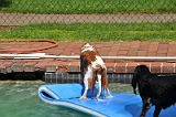 Sampson and Delilah Swimming 010